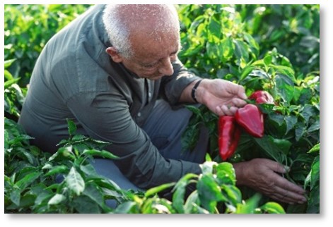 Farmer picking peppers